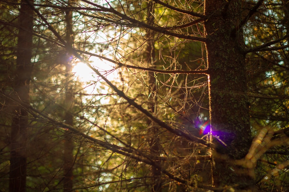 sun rays coming through trees