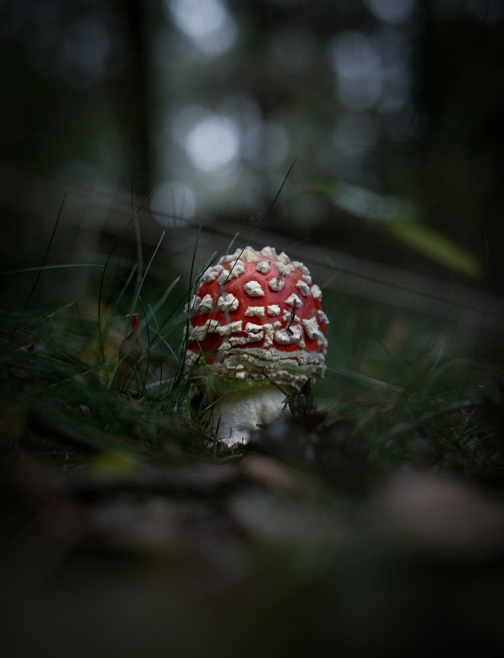 red and white mushroom in tilt shift lens