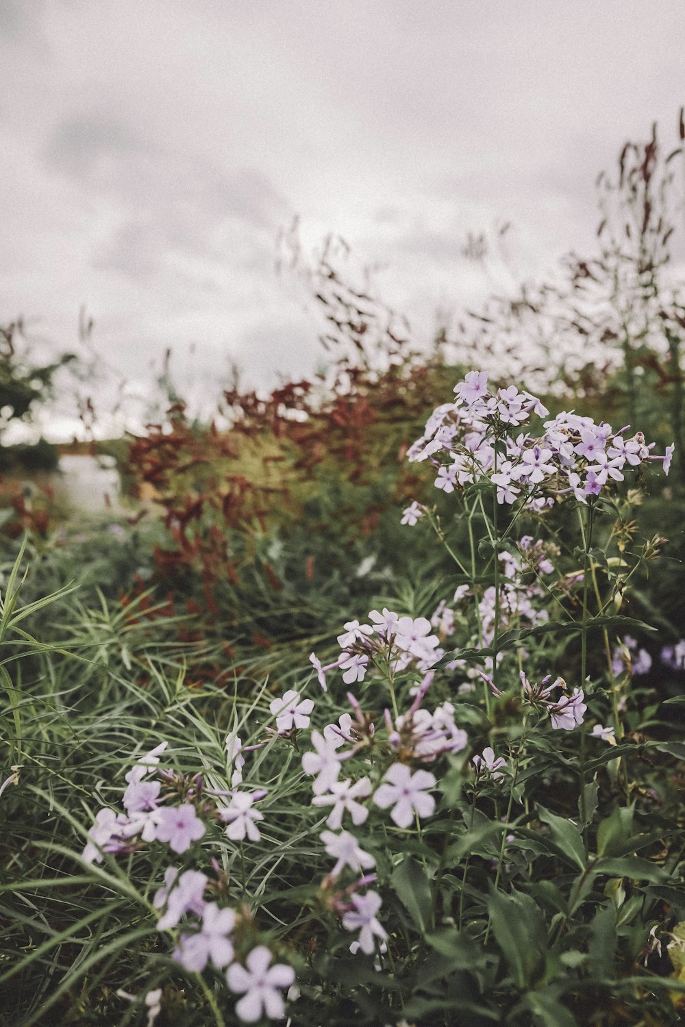 white flowers on green grass field