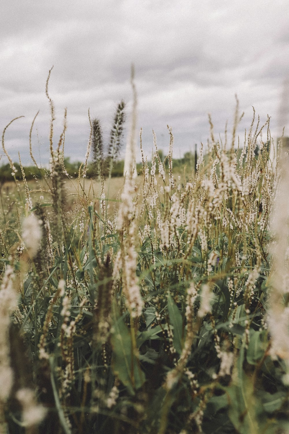 brown wheat field under white clouds during daytime