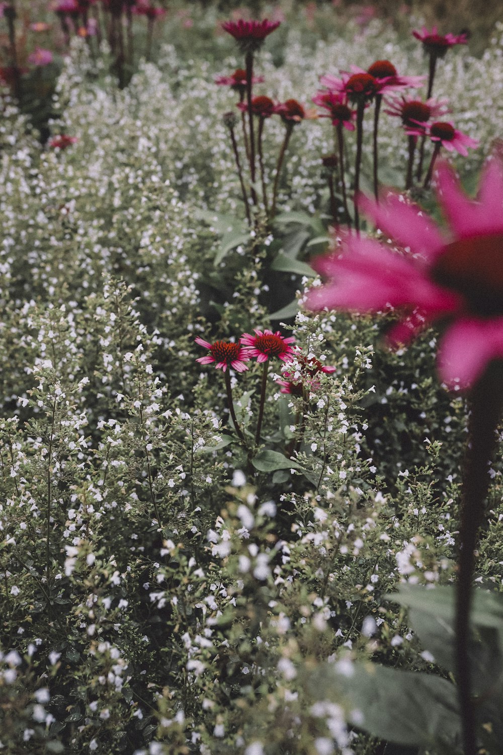 pink flower with green leaves