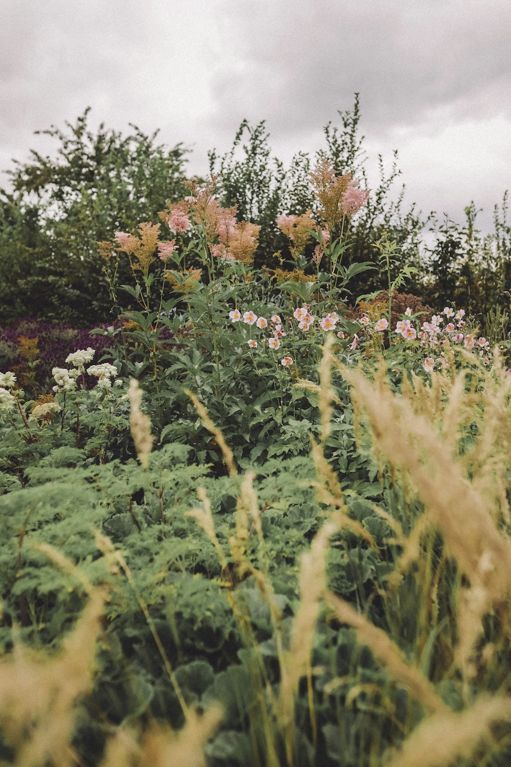 green grass field with orange flowers