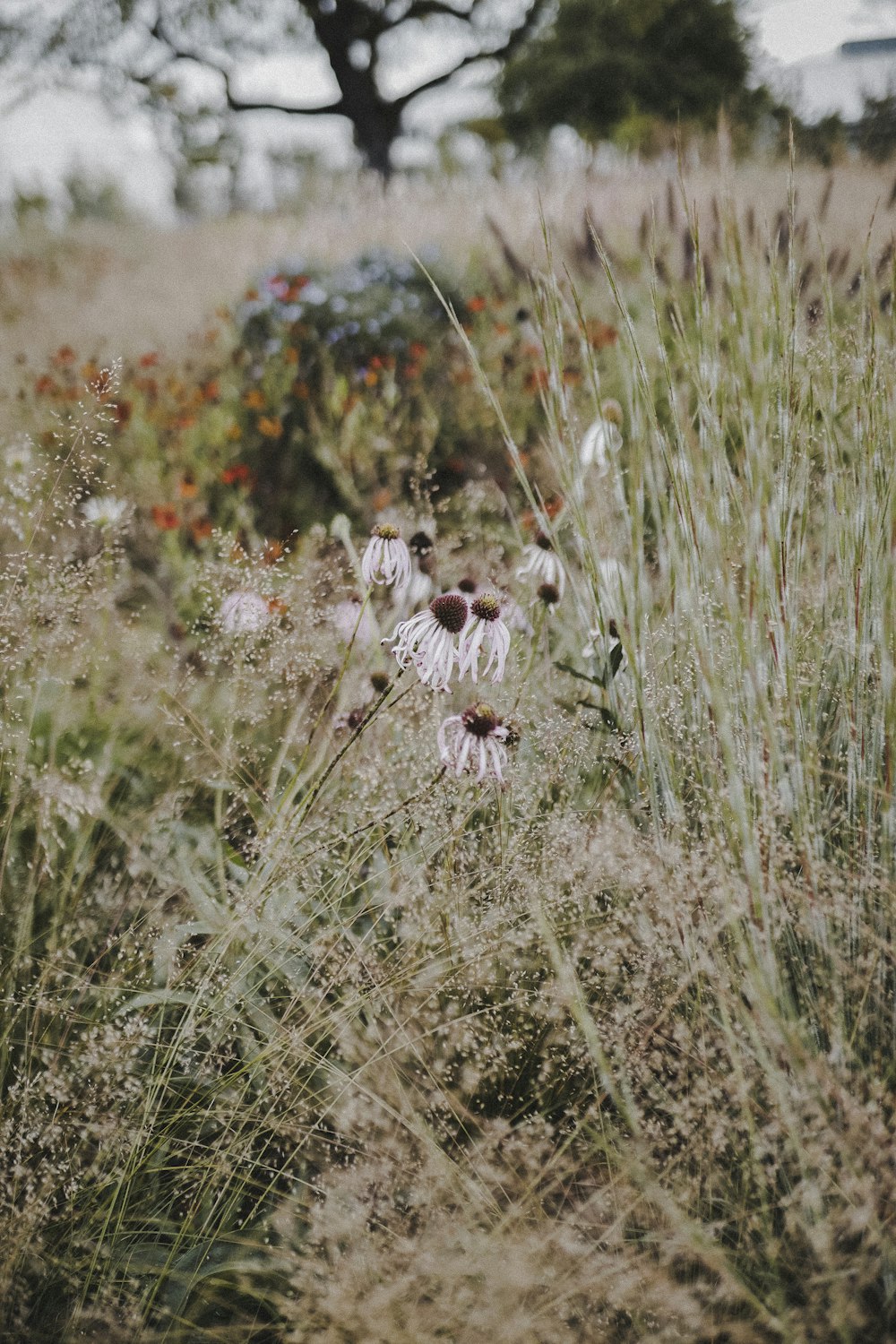 white and red flowers in green grass field