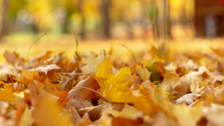 A warmly lit close-up of autumn leaves scattered over a vintage guitar resting on a wooden floor.