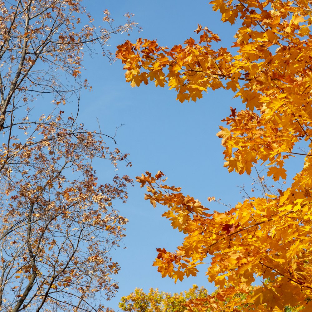 yellow leaves tree under blue sky during daytime