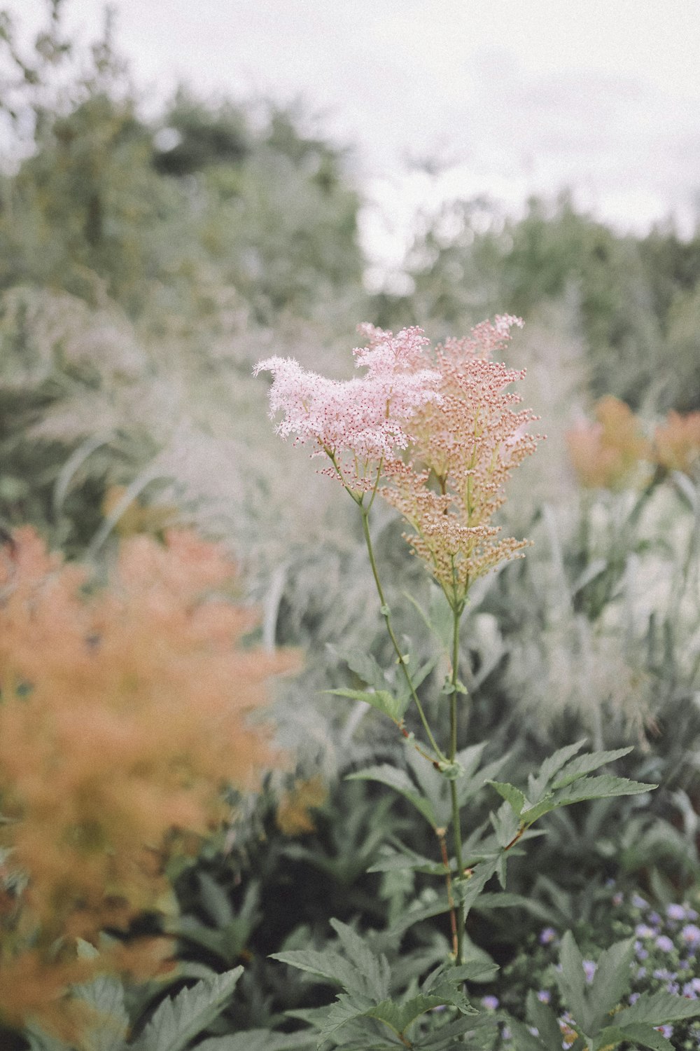 orange and white flower in tilt shift lens