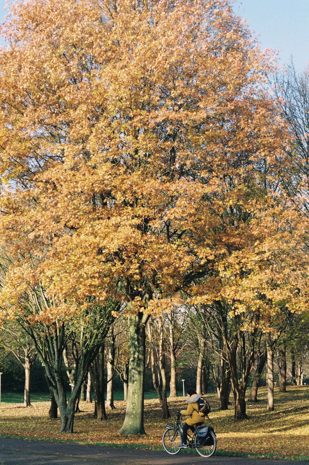 brown and green trees during daytime