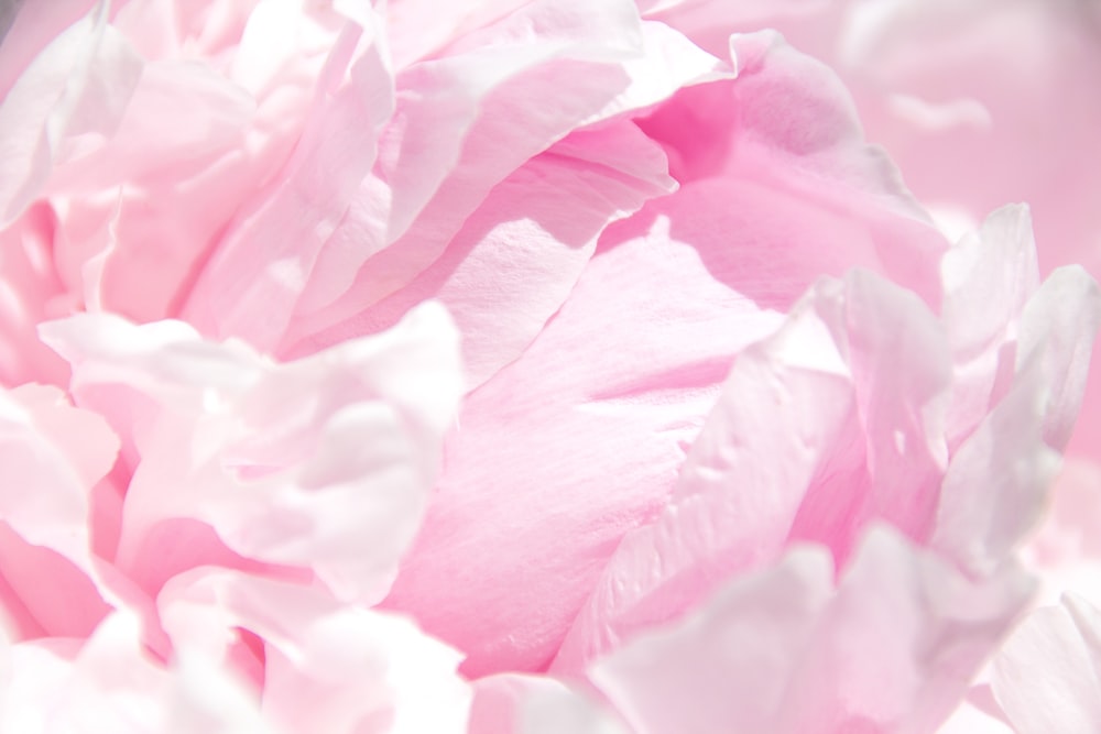 pétalas de flor cor-de-rosa na fotografia de perto