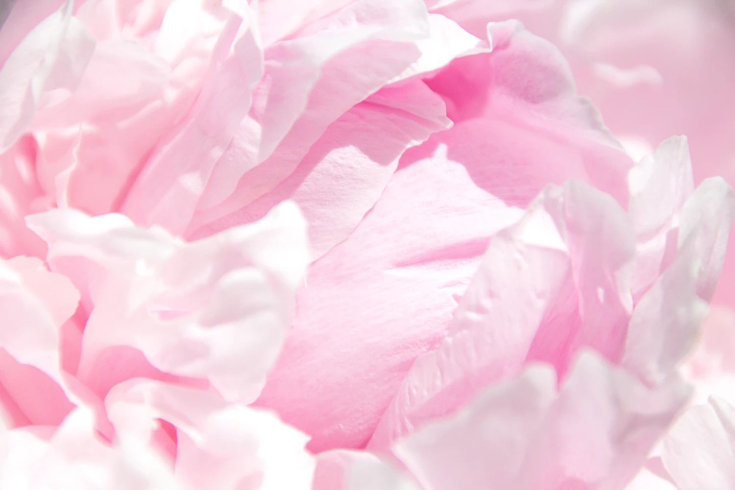 After: the same peony fully open four days later, petals filling the frame