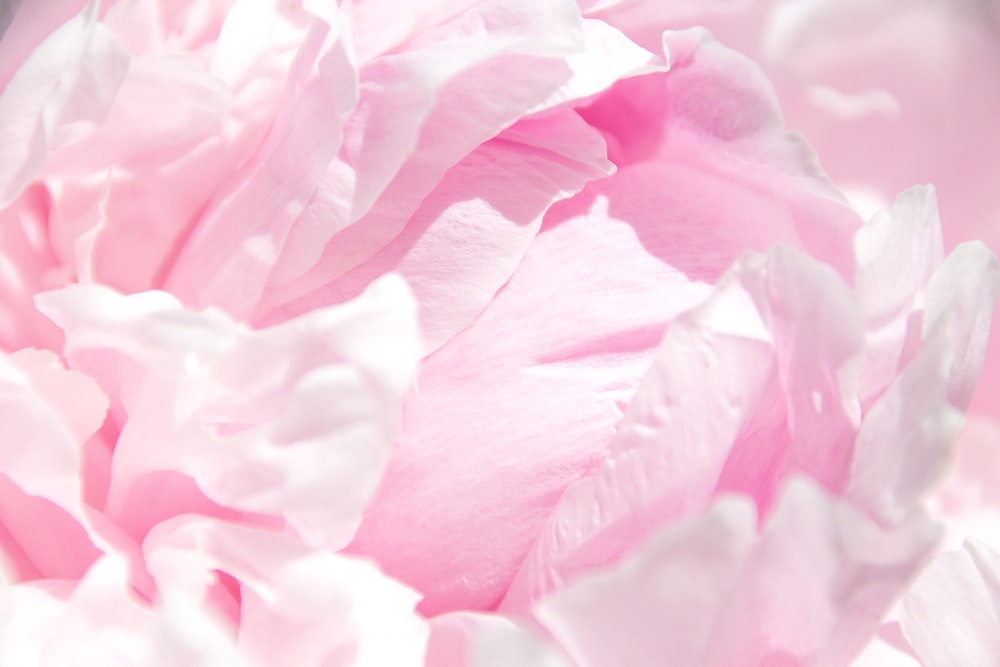 pink flower petals in close up photography