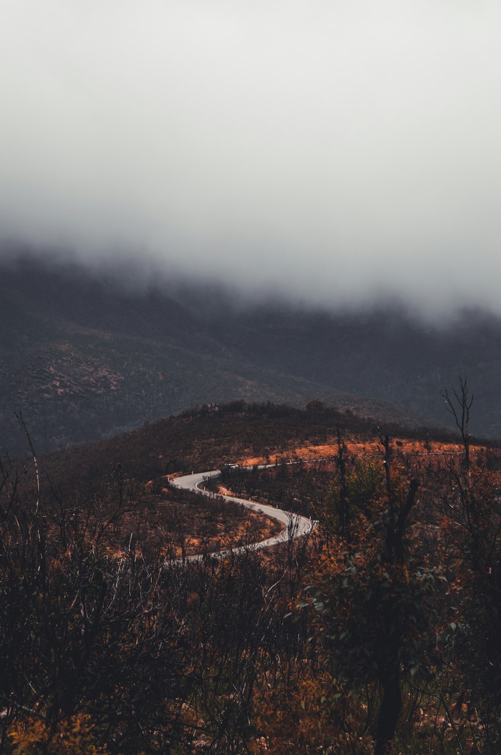 Árboles marrones en la montaña durante un día de niebla