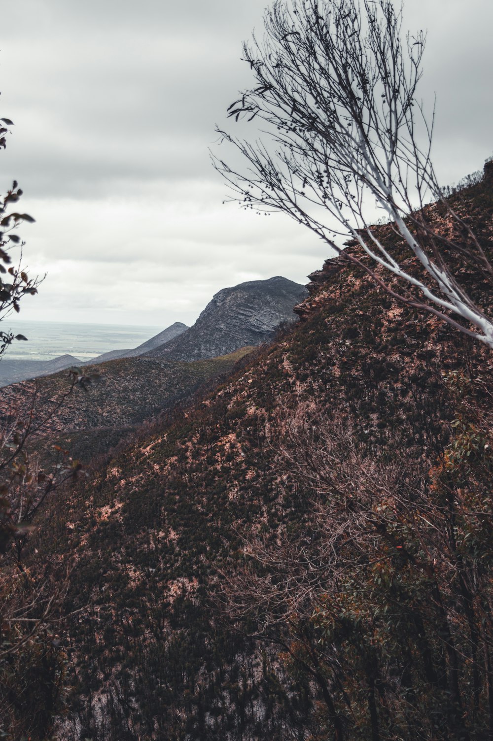 brown bare tree on brown mountain under white cloudy sky during daytime