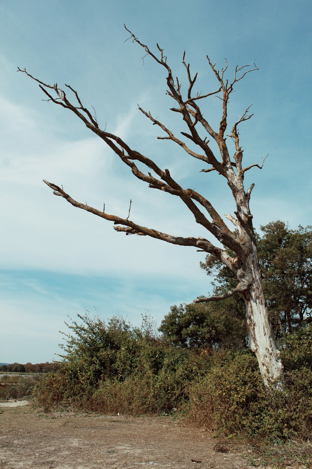 brown tree branch on green grass field during daytime