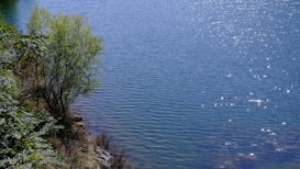 A serene natural scene featuring a calm body of water with gentle ripples and sparkles of sunlight across its surface. On the left, lush green foliage and a small tree border the water, creating a tranquil contrast with the blue of the water.