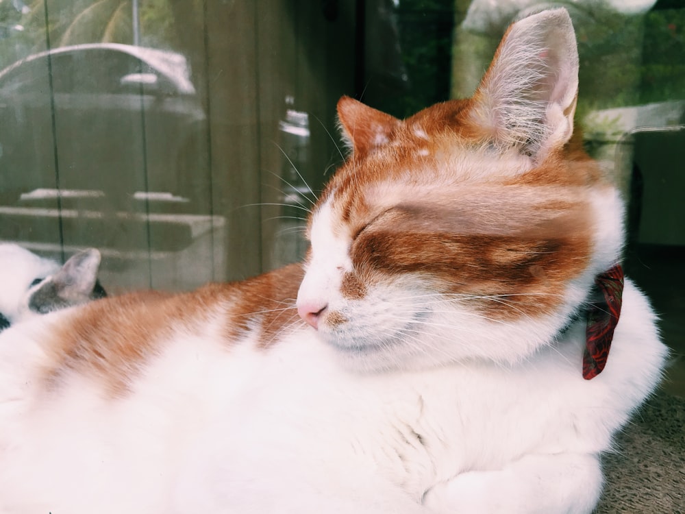 orange and white cat lying on white textile