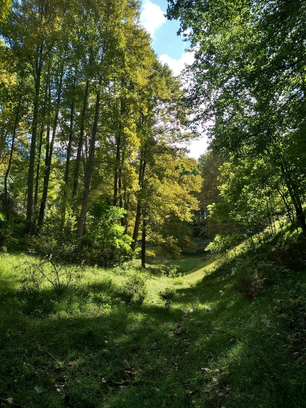 campo de grama verde e árvores verdes durante o dia