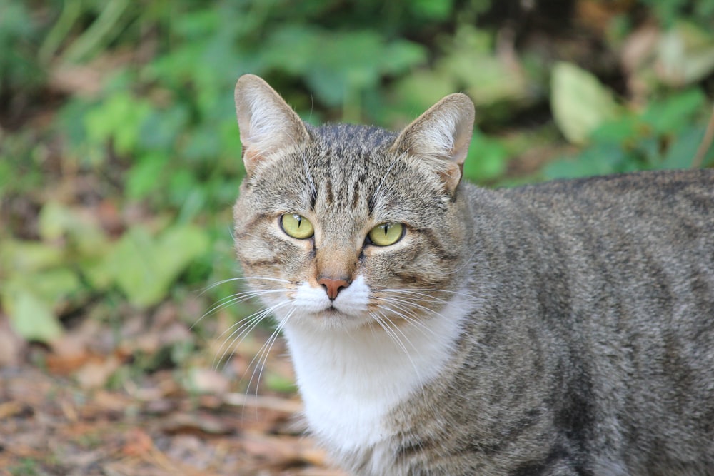 brown tabby cat on brown soil