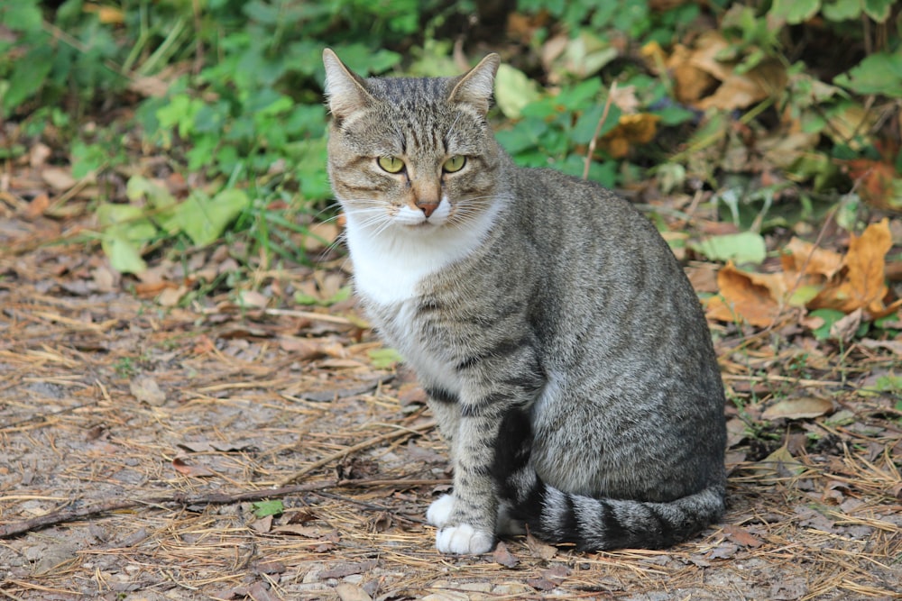 silver tabby cat on brown dried leaves