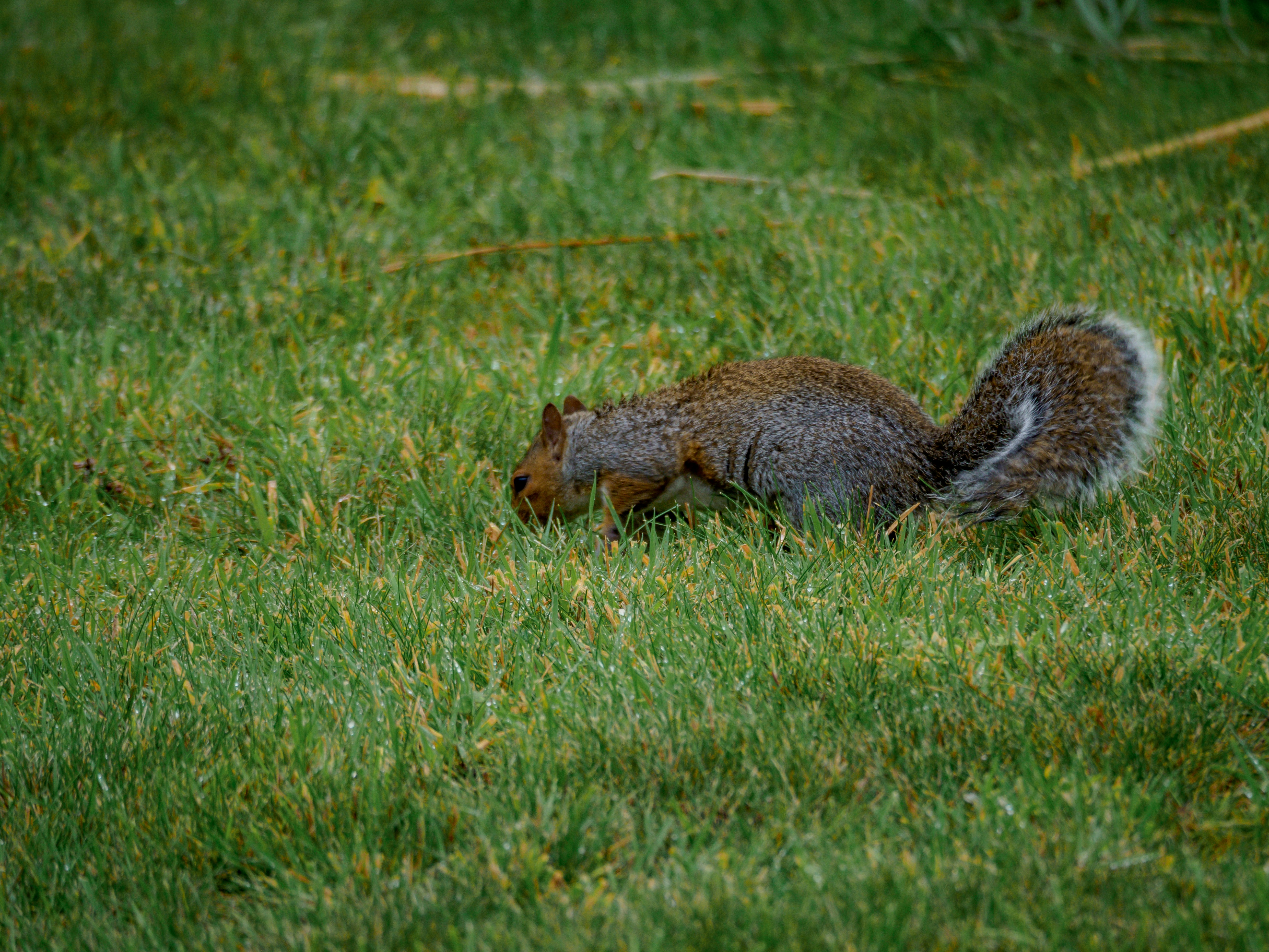 Photo by brett_jordan