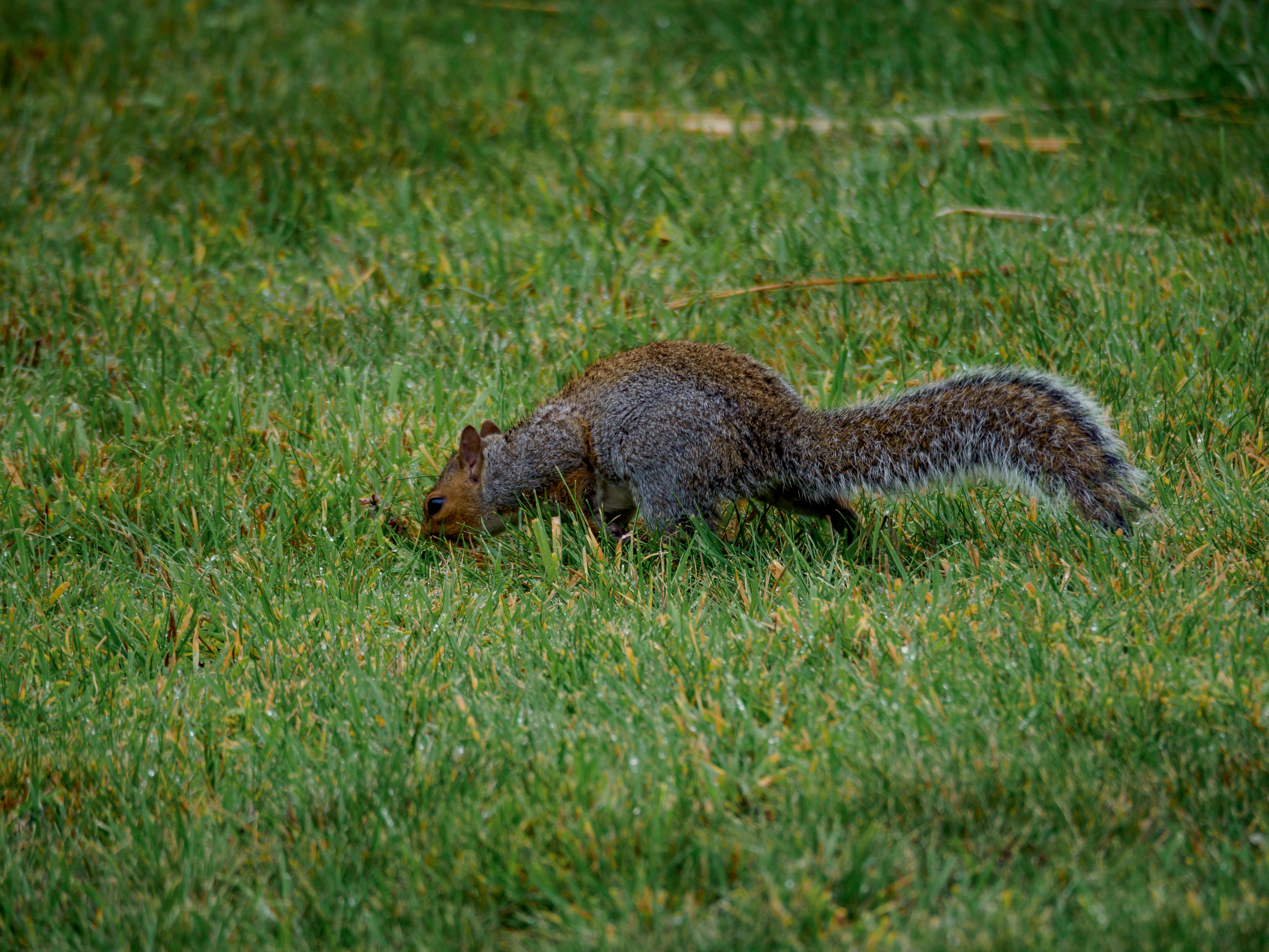 Photo by brett_jordan