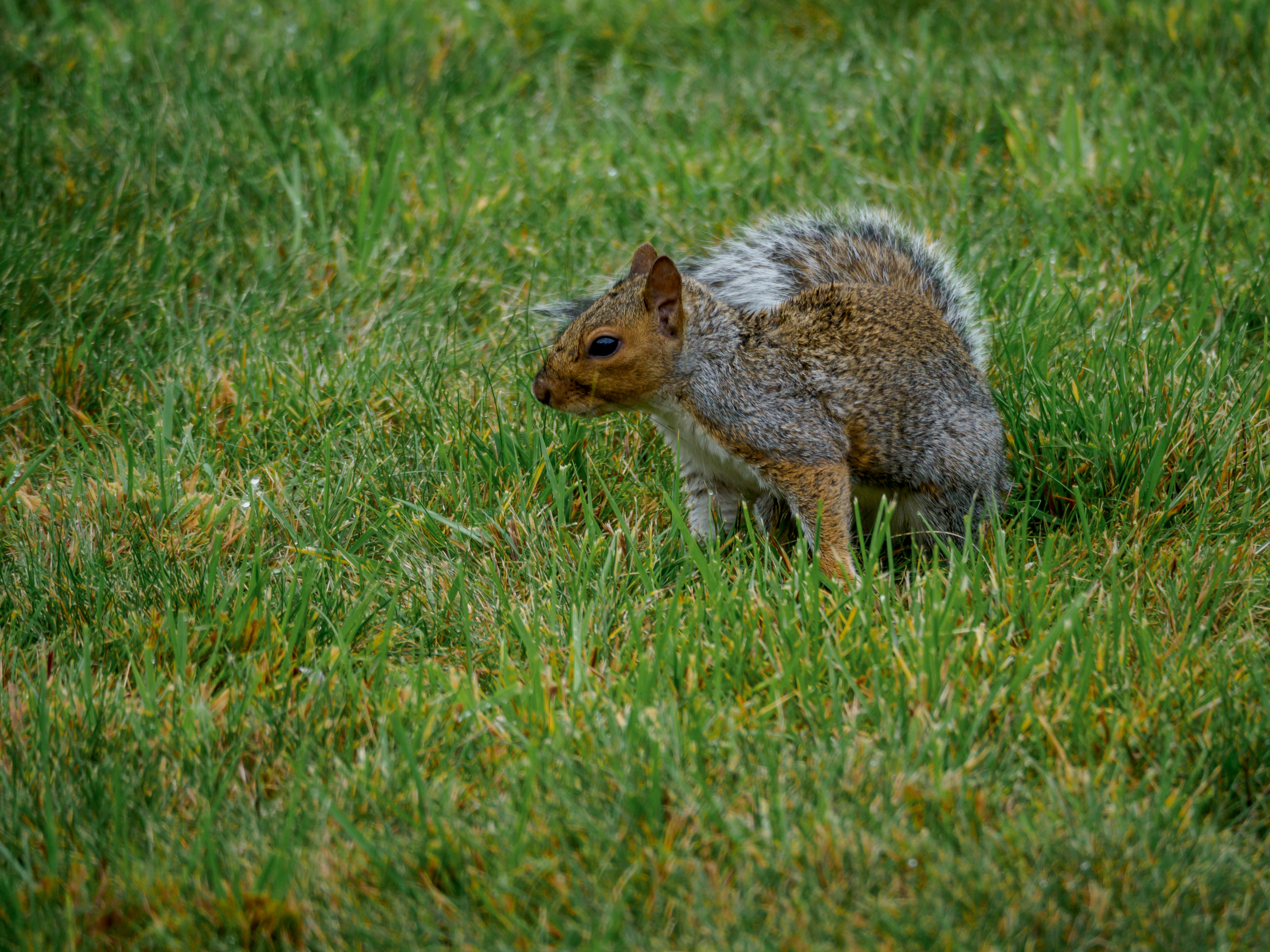 Photo by brett_jordan