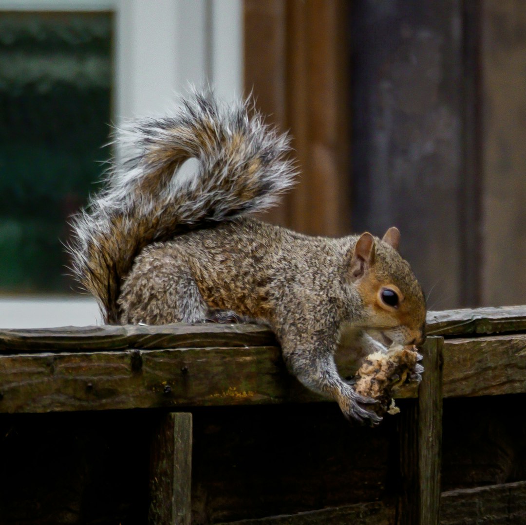 brown squirrel on brown wooden fence during daytime