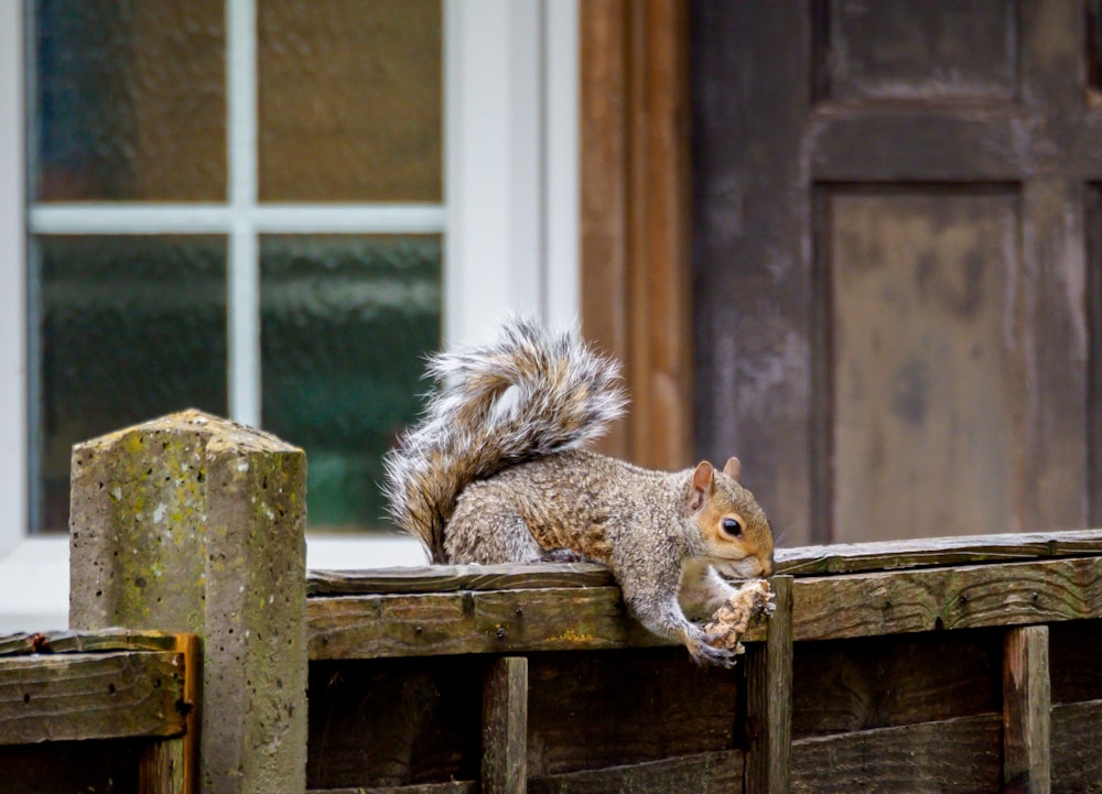 brown squirrel on brown wooden fence during daytime