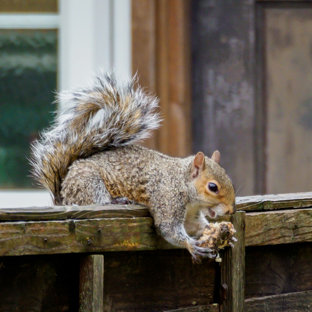 brown squirrel on brown wooden fence during daytime