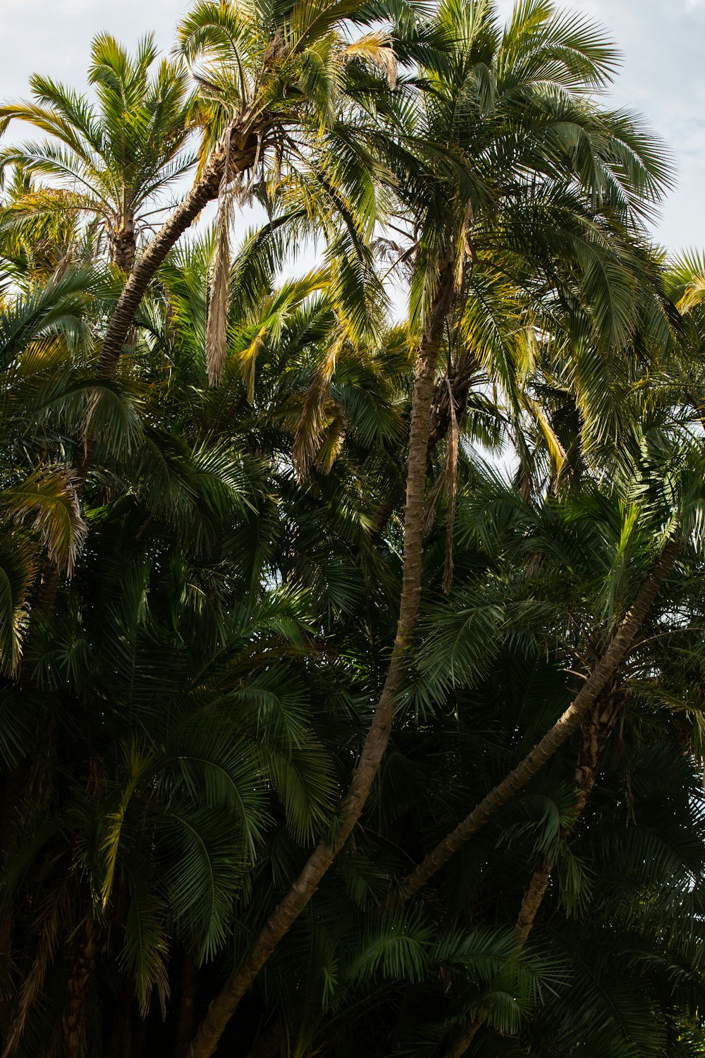 green coconut palm tree during daytime