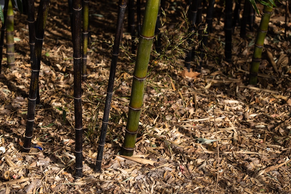 green bamboo stick on brown dried leaves