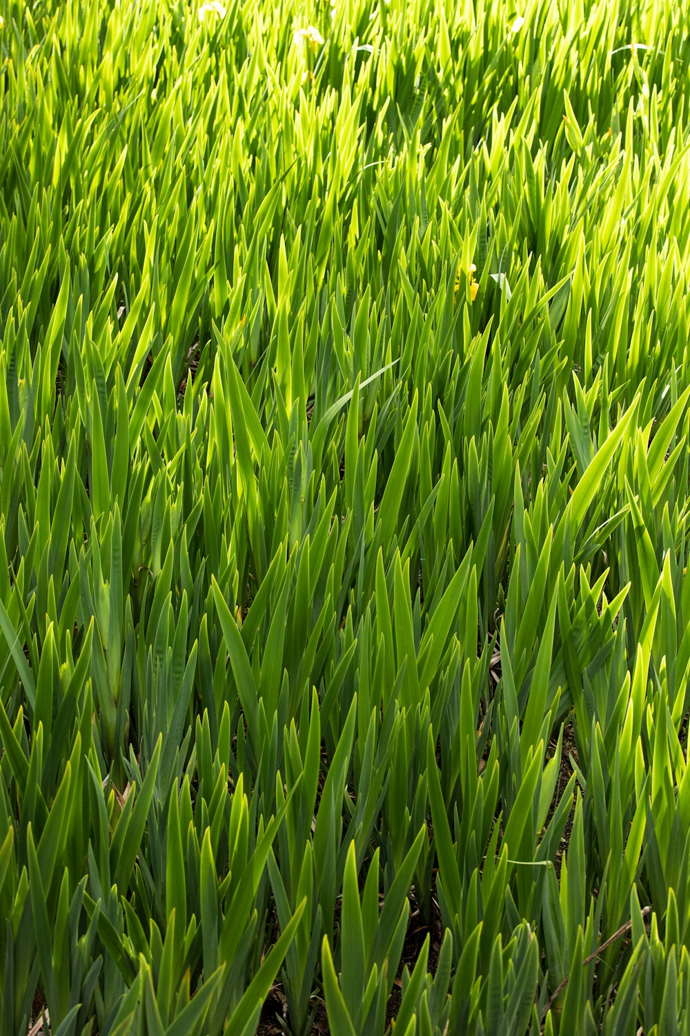 green grass field during daytime