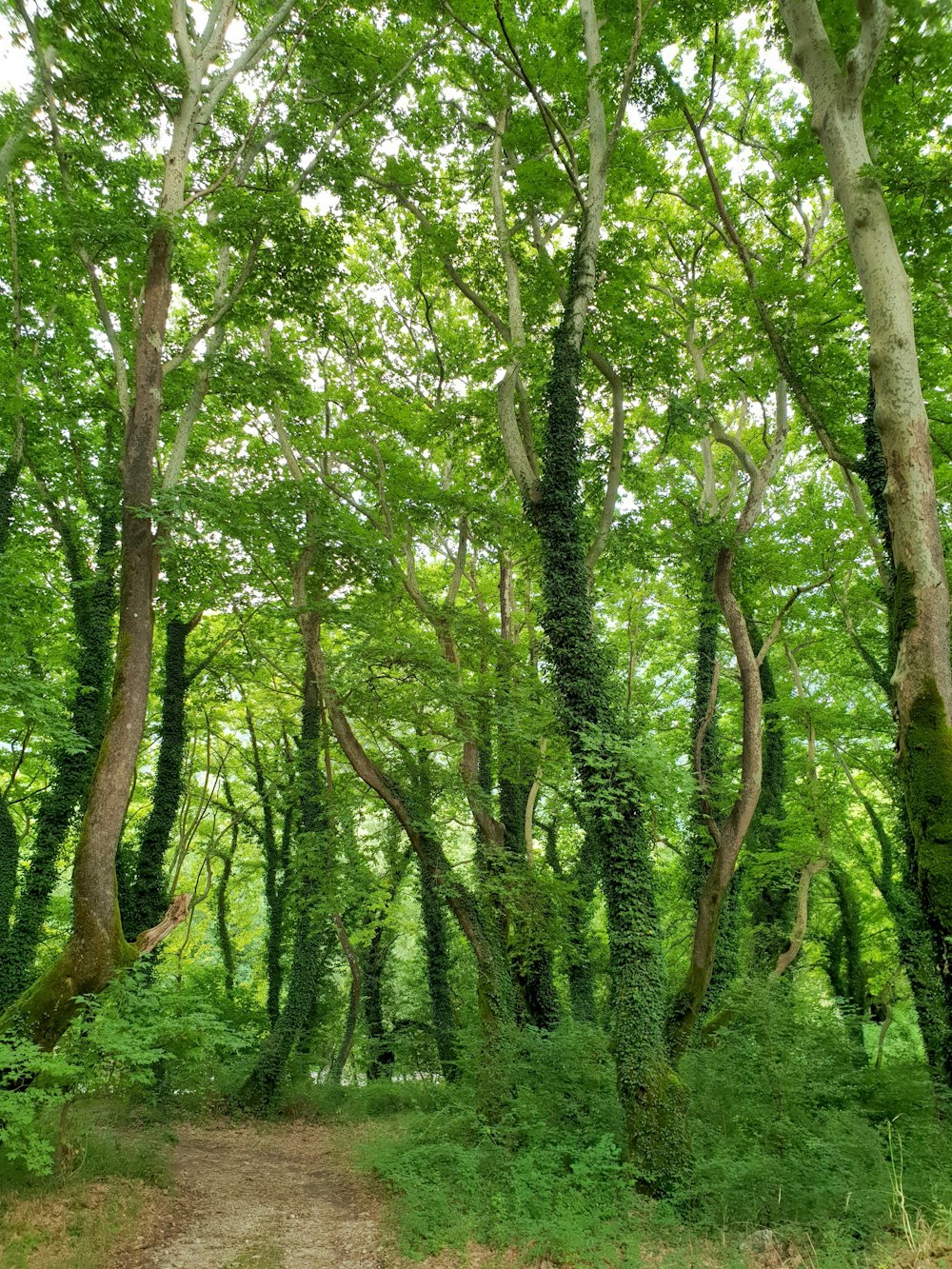 green trees on green grass field during daytime