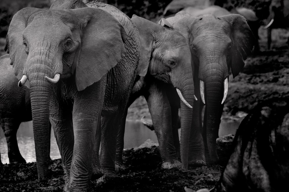 grayscale photo of 2 elephants