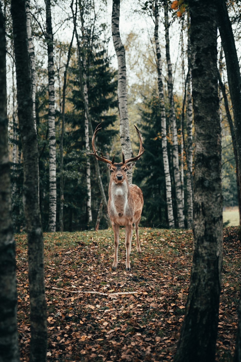 brown deer standing on brown dried leaves on ground near green trees during daytime