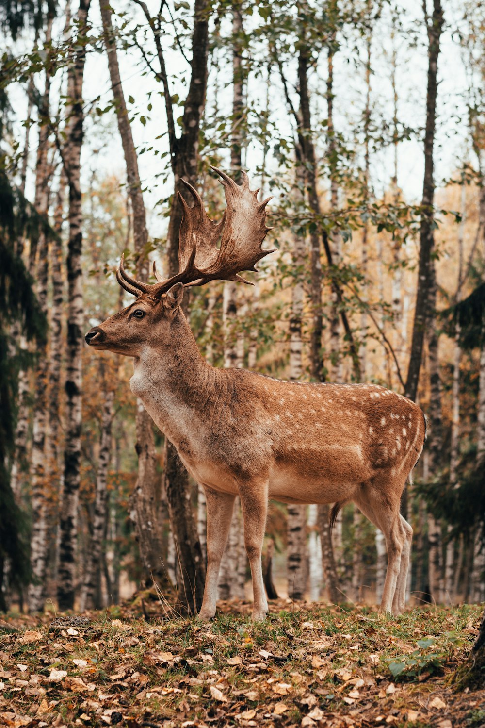 brown deer standing on forest during daytime