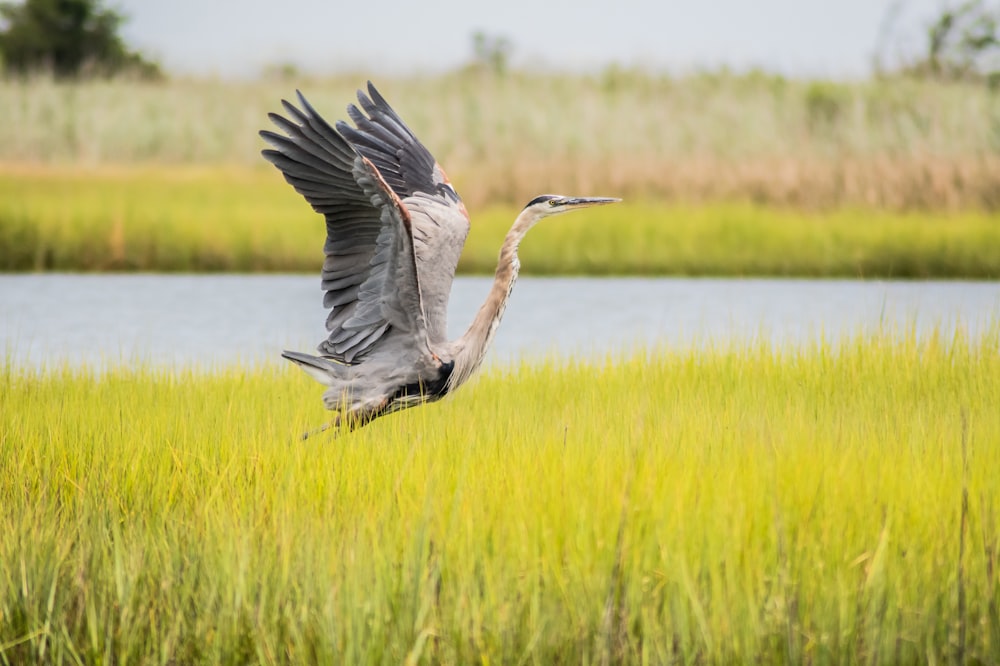 Ein großer Vogel fliegt über ein üppiges grünes Feld