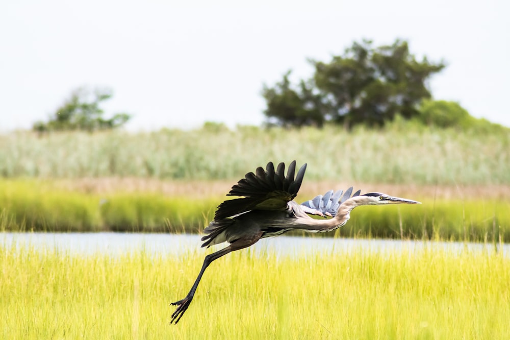 black and white bird flying over green grass field during daytime