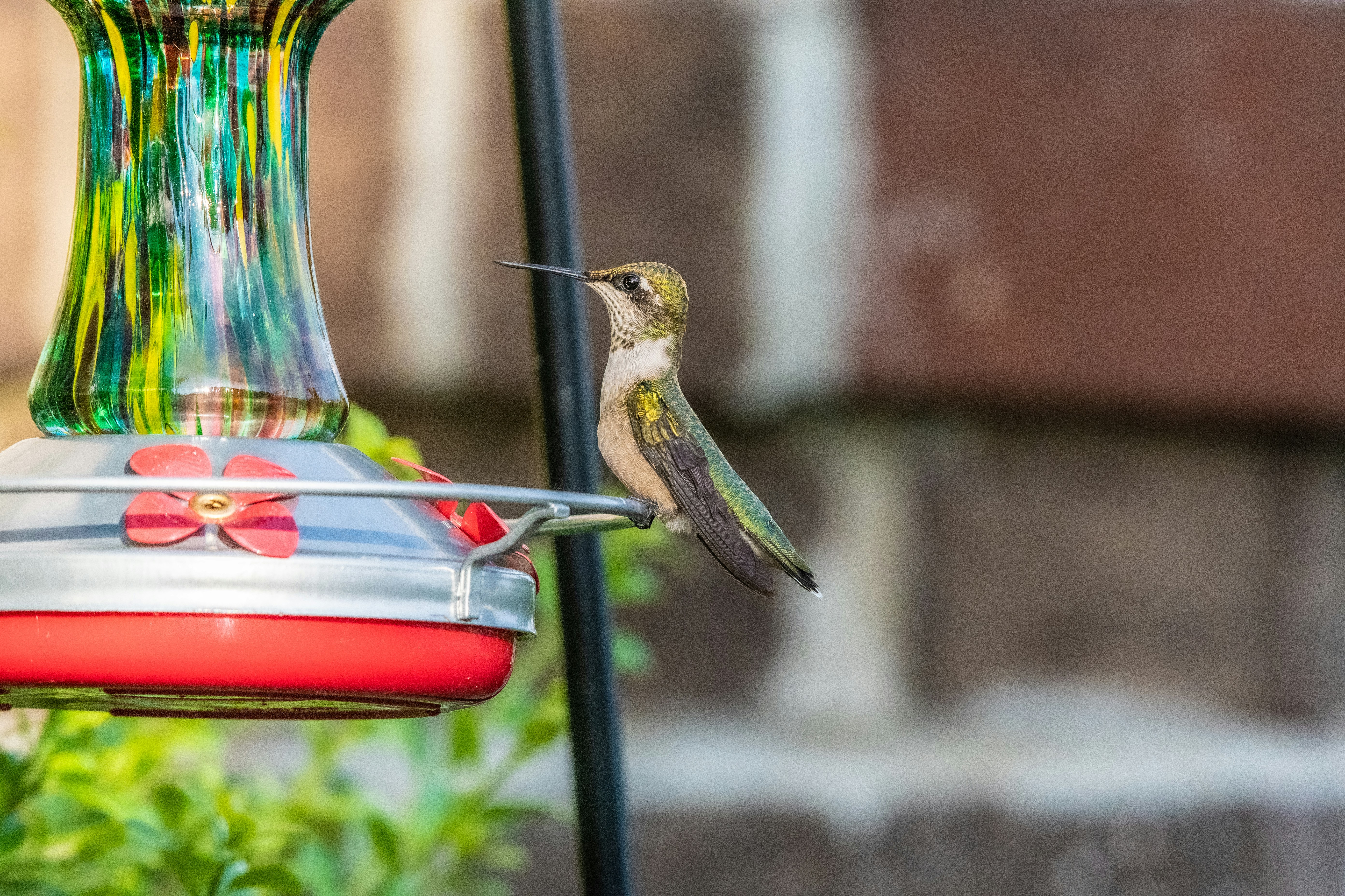 green and brown humming bird