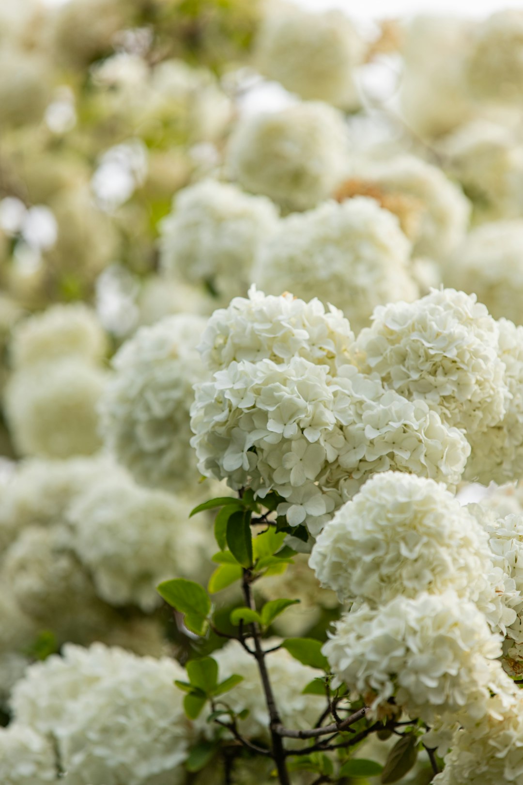 white flower in macro lens