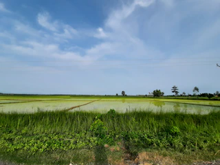 Aerial view of lush agricultural fields near Lac de Guiers under a bright sky.