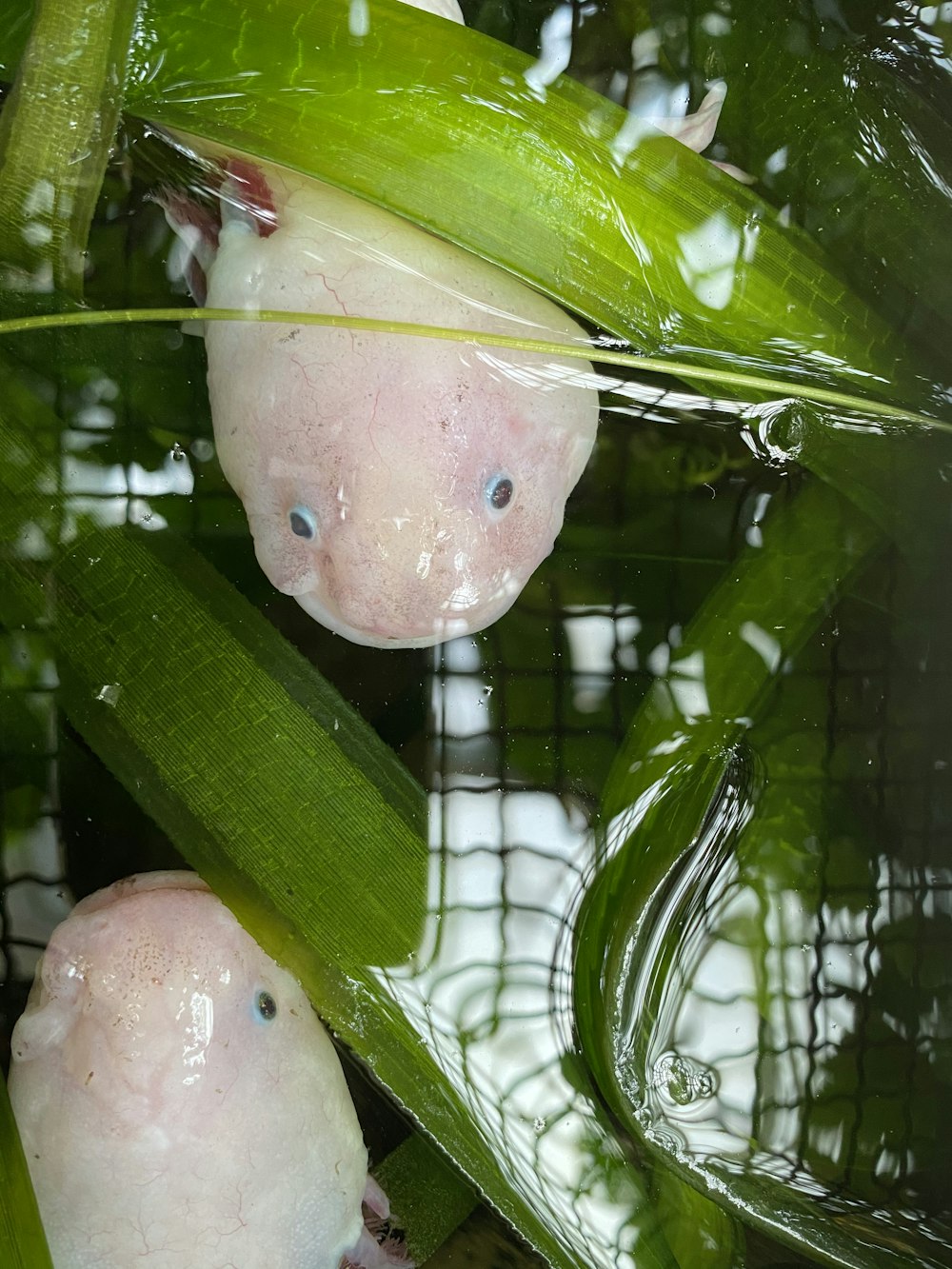 ratón blanco en hoja de plátano verde