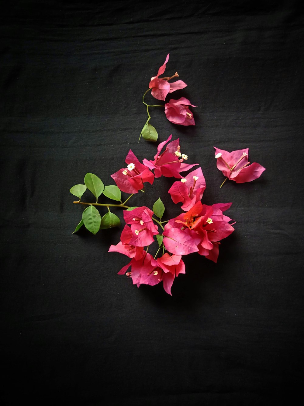 pink flowers on black textile