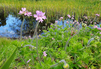 A charming field with wildflowers and a small pond reflecting the sky in Chascomús.