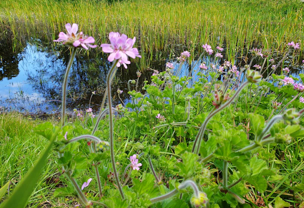 A charming field with wildflowers and a small pond reflecting the sky in Chascomús.
