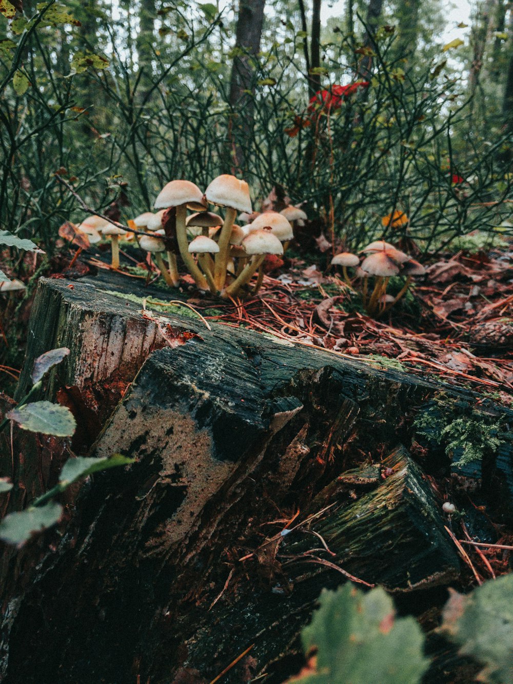 white mushrooms on brown tree log