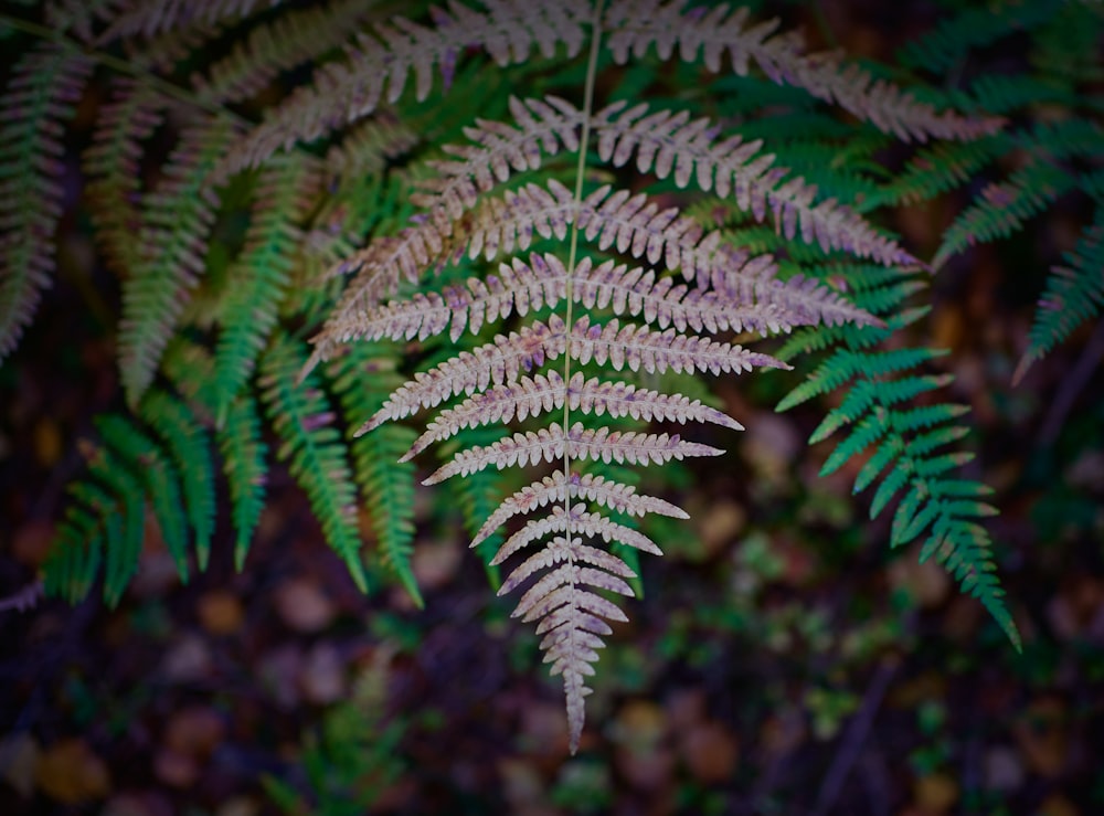 green fern plant in close up photography