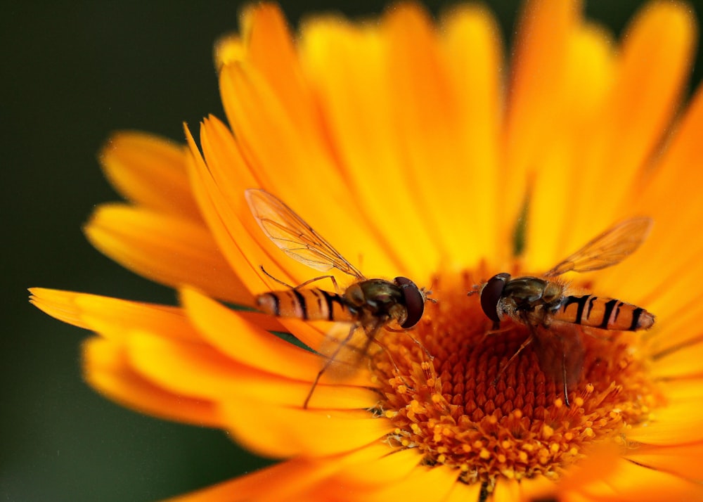 black and yellow bee on yellow sunflower