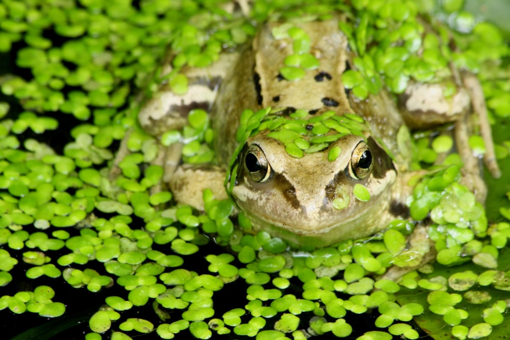 green and brown frog on water