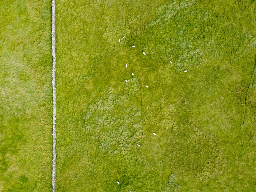 white rope on green grass field