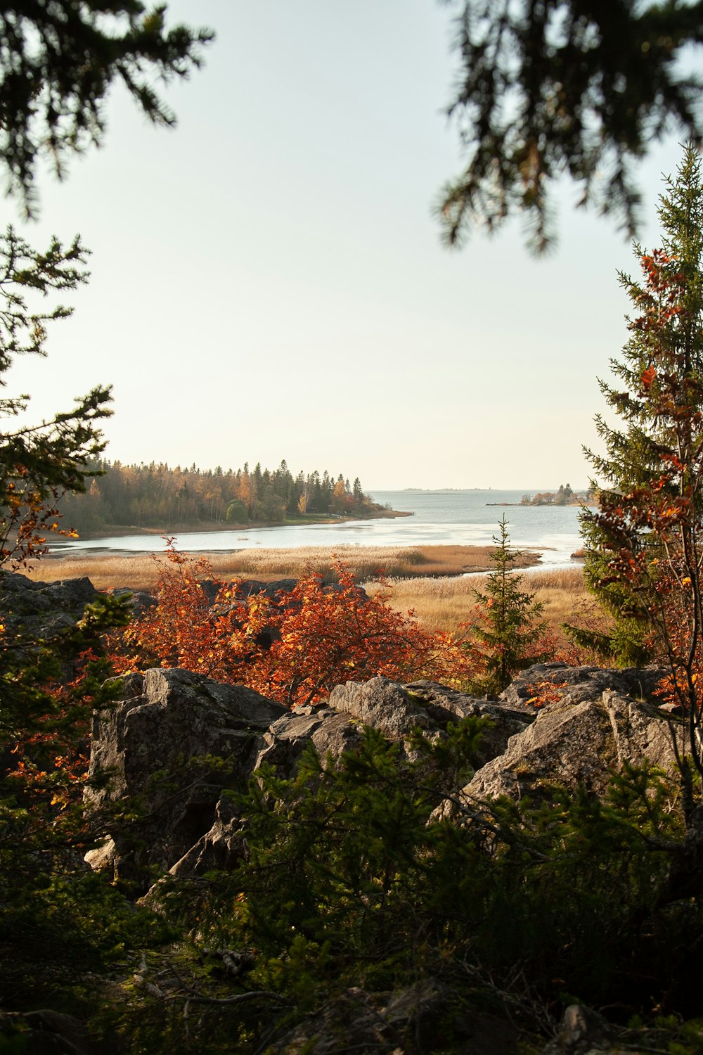 green trees near body of water during daytime